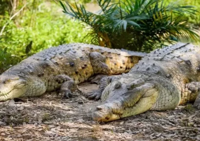 Mueren 15 caimanes llaneros en centros de custodia en Colombia