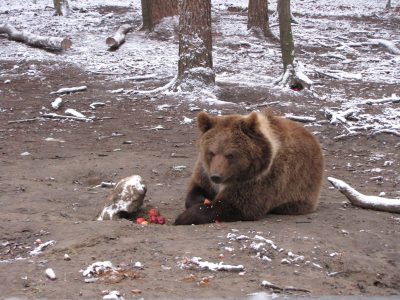 Tres osos salvajes mueren en Grecia en dos días