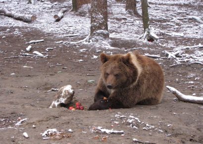 Tres osos salvajes mueren en Grecia en dos días