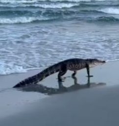 Caimán sorprende a bañistas al darse un chapuzón en una playa de Carolina del Sur