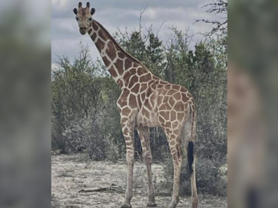Gracie, la jirafa perdida en Texas, fue encontrada sana y salva