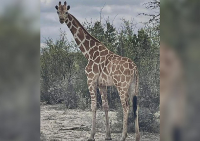 Gracie, la jirafa perdida en Texas, fue encontrada sana y salva