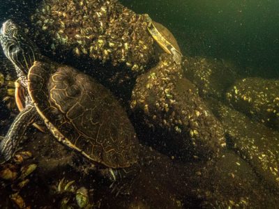 Más de 150 tortugas abandonadas en Nueva Jersey