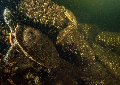 Más de 150 tortugas abandonadas en Nueva Jersey