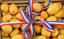 Estados Unidos suspende importación de mango dominicano y pone en riesgo un mercado de más de 50 millones de dólares