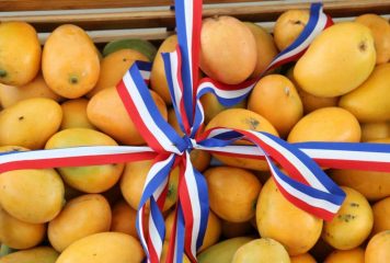 Estados Unidos suspende importación de mango dominicano y pone en riesgo un mercado de más de 50 millones de dólares