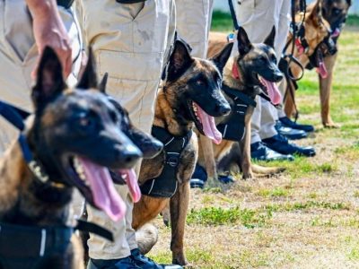 Aerodom fortalece la seguridad aérea con la entrega de 18 perros K9 al Cesac