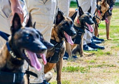 Aerodom fortalece la seguridad aérea con la entrega de 18 perros K9 al Cesac