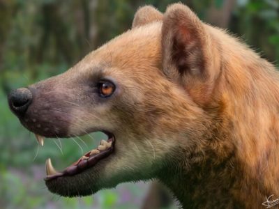 Descubren en Cataluña nueva especie de ‘perro oso’ del Mioceno