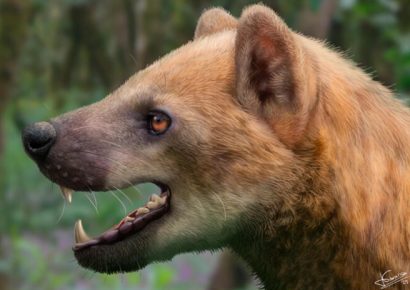 Descubren en Cataluña nueva especie de ‘perro oso’ del Mioceno