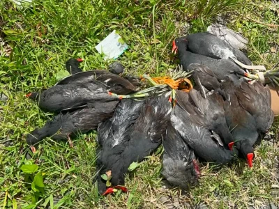 SENPA y Ministerio de Medio Ambiente detienen a una persona por captura y comercialización ilegal de gallaretas en Cotuí