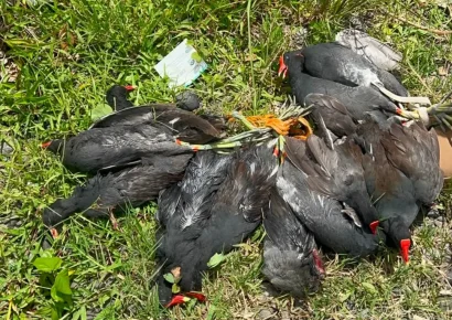 SENPA y Ministerio de Medio Ambiente detienen a una persona por captura y comercialización ilegal de gallaretas en Cotuí