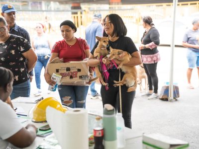 Alcaldía del Distrito Nacional esteriliza 100 perros y gatos durante jornada este fin de semana