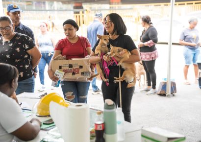 Alcaldía del Distrito Nacional esteriliza 100 perros y gatos durante jornada este fin de semana
