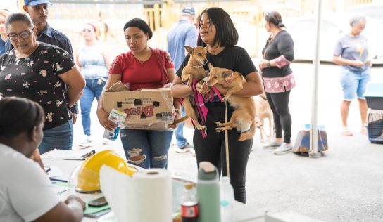 Alcaldía del Distrito Nacional esteriliza 100 perros y gatos durante jornada este fin de semana