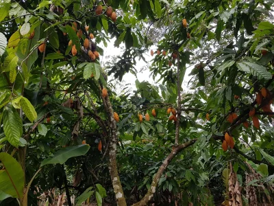 Descubren cuatro nuevos linajes de cacao peruano con gran potencial para la industria del chocolate