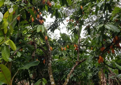 Descubren cuatro nuevos linajes de cacao peruano con gran potencial para la industria del chocolate
