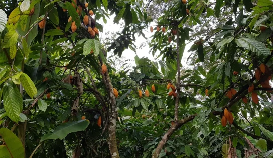 Descubren cuatro nuevos linajes de cacao peruano con gran potencial para la industria del chocolate