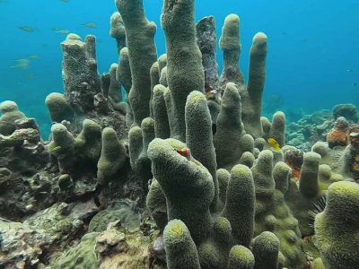 Lista Roja alertó por minería en aguas profundas