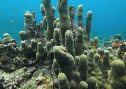 Lista Roja alertó por minería en aguas profundas