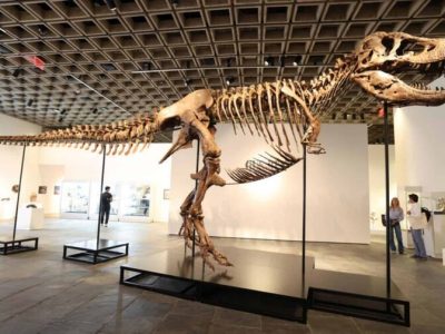 ‘Gus’, esqueleto de T. rex, se vendió por 50,1 millones