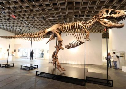 ‘Gus’, esqueleto de T. rex, se vendió por 50,1 millones