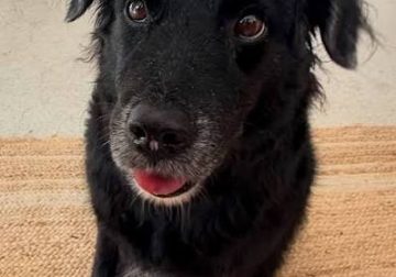 Tokischa rompe en llanto al pedir ayuda para encontrar a su perrita Espiral