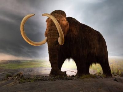 Hallan colmillo gigante de mamut en Yakutia, Rusia