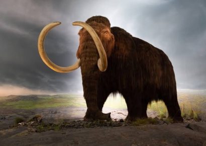 Hallan colmillo gigante de mamut en Yakutia, Rusia