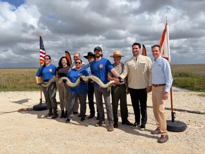 Concurso anual busca frenar expansión de pitón birmana en Everglades