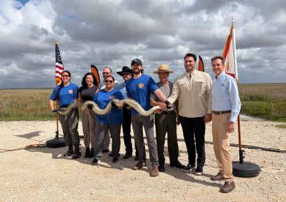 Concurso anual busca frenar expansión de pitón birmana en Everglades