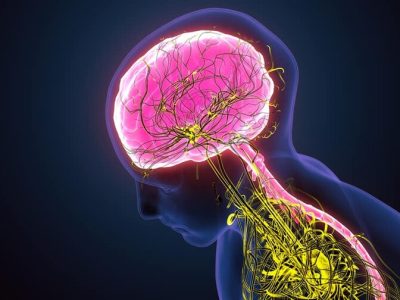 Stephen Porges: el sistema nervioso es clave para prevenir conflictos