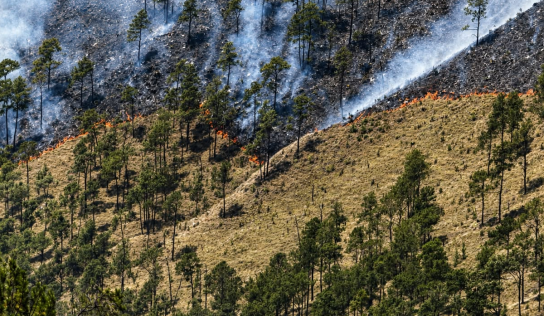 Quema agrícola provocó incendio forestal en Valle Nuevo