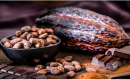 Cacao dominicano alcanza US$669 millones en exportaciones y será protagonista del Festival del Chocolate