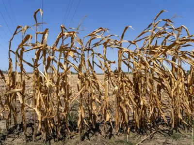 El Niño amenaza con dejar 3.2 millones en inseguridad alimentaria en Guatemala