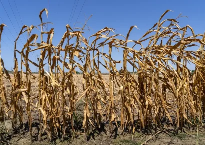 El Niño amenaza con dejar 3.2 millones en inseguridad alimentaria en Guatemala