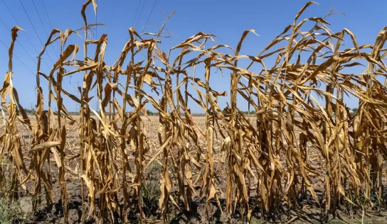 El Niño amenaza con dejar 3.2 millones en inseguridad alimentaria en Guatemala