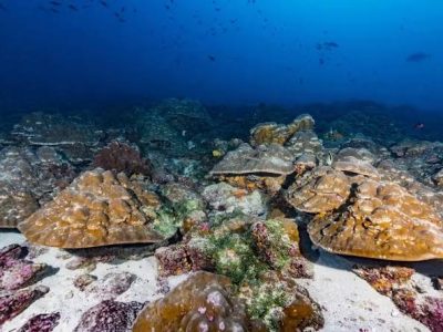 Estudio confirma que El Niño es 37 % más intenso por el cambio climático