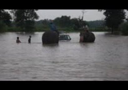 Elefantes arrastrados por riada llegan al río Karnali