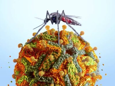 NYC confirma primer caso humano de virus del Nilo Occidental en 2026