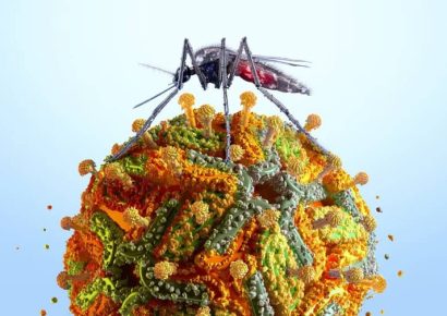NYC confirma primer caso humano de virus del Nilo Occidental en 2026