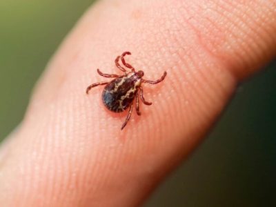 Primer caso del virus Bourbon confirmado en Nueva York