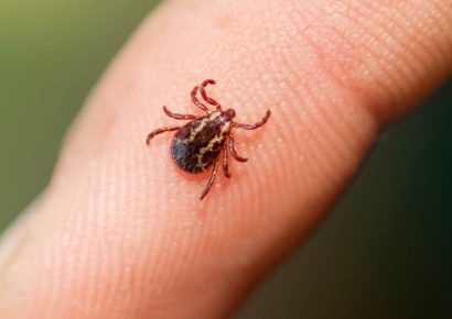 Primer caso del virus Bourbon confirmado en Nueva York