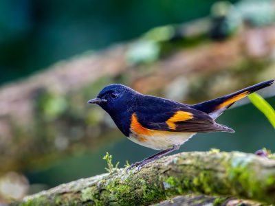Museo de Historia Natural presenta exposición sobre aves migratorias