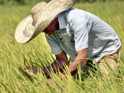 Arroceros dominicanos prefieren ser “padres de familia” antes que empresarios ante el DR-CAFTA