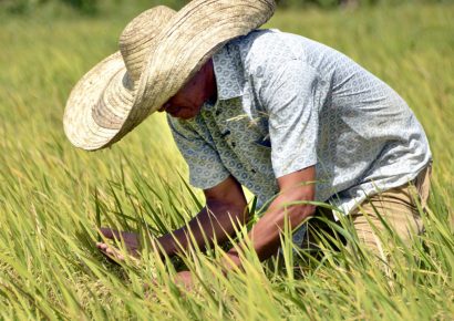 Arroceros dominicanos prefieren ser “padres de familia” antes que empresarios ante el DR-CAFTA