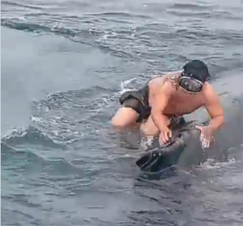 ¡Valentía en alta mar! Pescador chileno se lanza al océano y salva a ballena atrapada