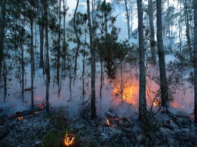 Decreto presidencial pone en la mira delitos contra el medio ambiente