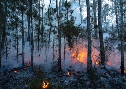 Decreto presidencial pone en la mira delitos contra el medio ambiente
