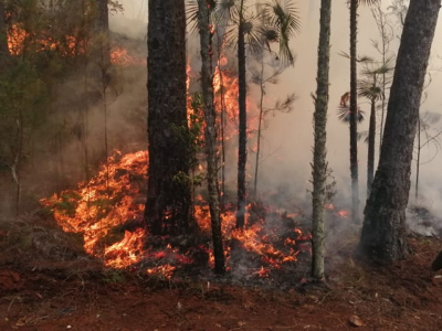 Observatorio alerta: áreas protegidas de República Dominicana enfrentan una temporada crítica de incendios forestales